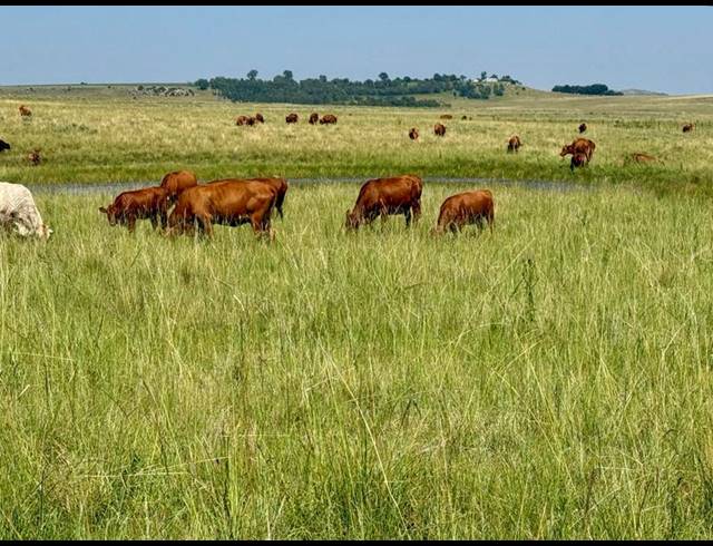 FARM FOR SALE IN BETHLEHEM RURAL